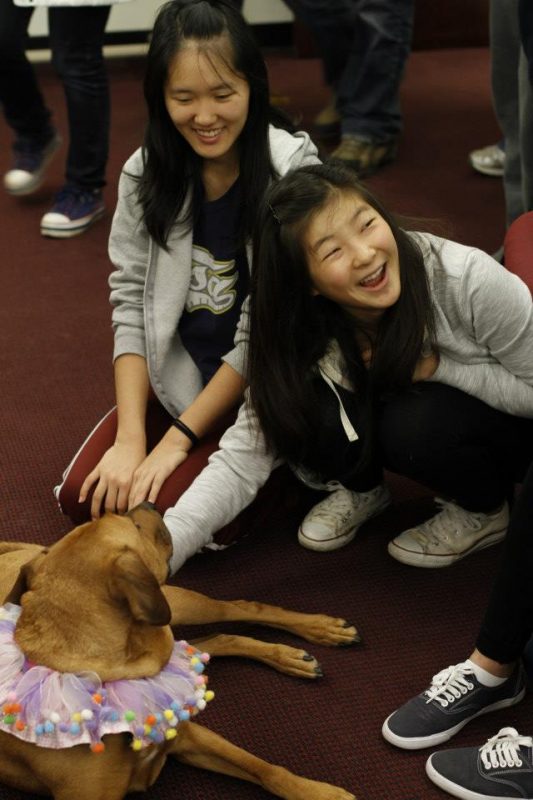 Whiskey the therapy dog surrounded by students