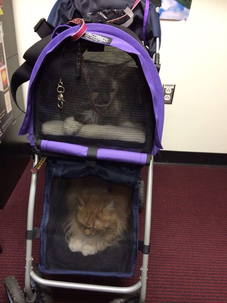 Cadi and Vivo sit in their cat carrier, which looks like a stroller.