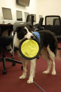Seamus stands, holding a neon yellow soft frisbee in his mouth.