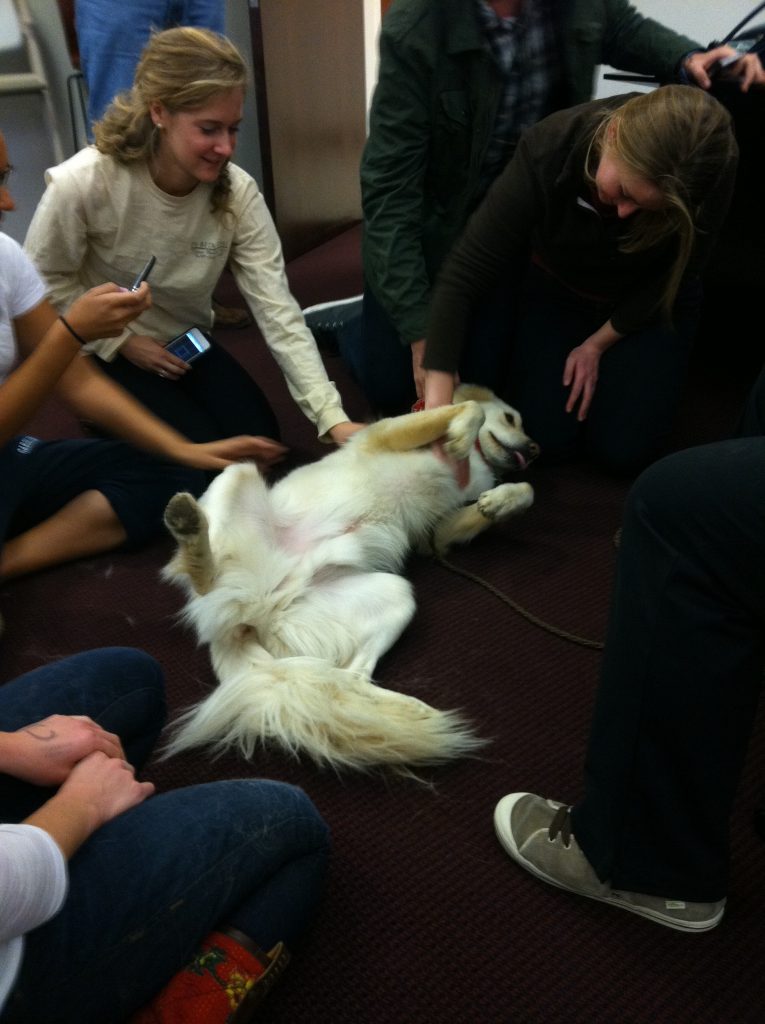 Teddy lies on his back in the middle of a group of students to get belly rubs.